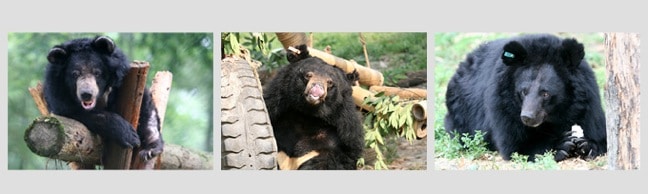 Rescued Moon Bears at the Animals Asia Foundation Sanctuaries