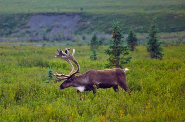 Caribou in Denali National Park, Alaska