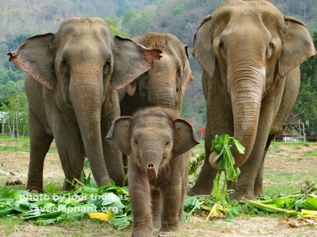 Baby Elephant at Elephant Nature Park, Thailand