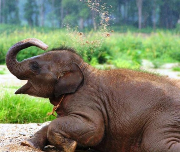 Baby Elephant at Elephant Nature Park, Thailand