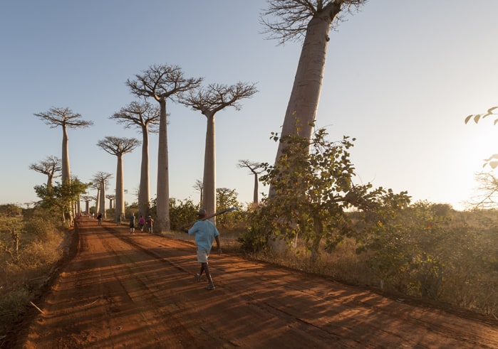 Baobab Tree in Madagascar