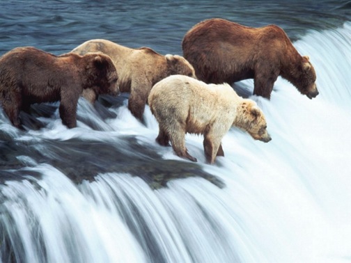 bears salmon fishing