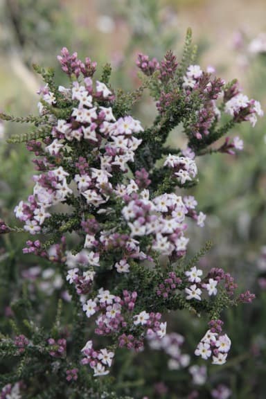 Mata Negra (Black Bush) in Torres del Paine National Park