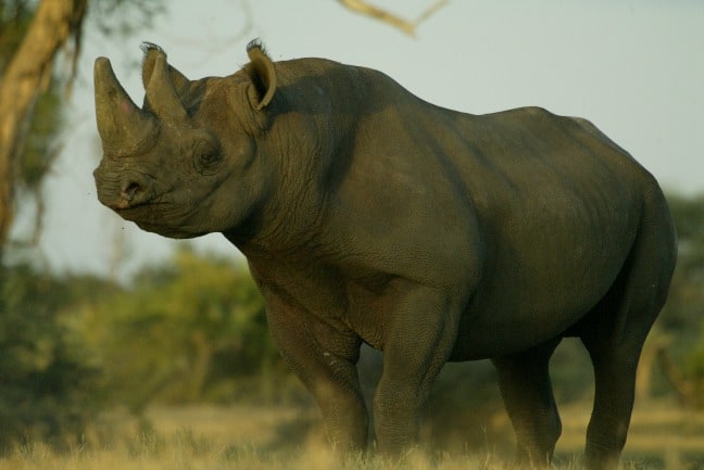 Rhinos Without Borders photo by Beverly Joubert