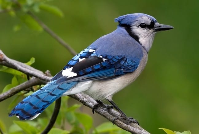 bluejay