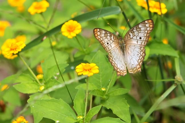 Green Gardening Tips for Earth Day