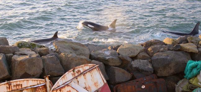 Killer Whales in Torshavan, Faroe Islands