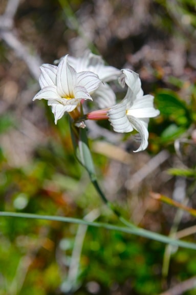 Campanilla (aka Streaked Maiden) in Torres Del Paine National Park