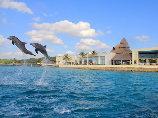 Dolphin Show at Dolphin Discovery in Cozumel