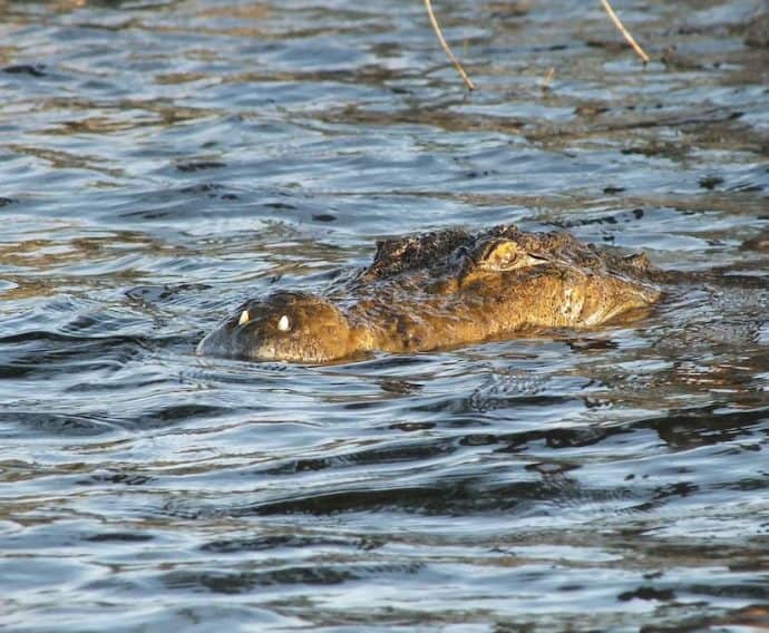 Sri Lanka Wildlife- Crocodile