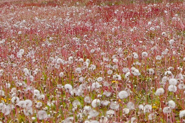 Dandelion Field in Torres del Paine National Park