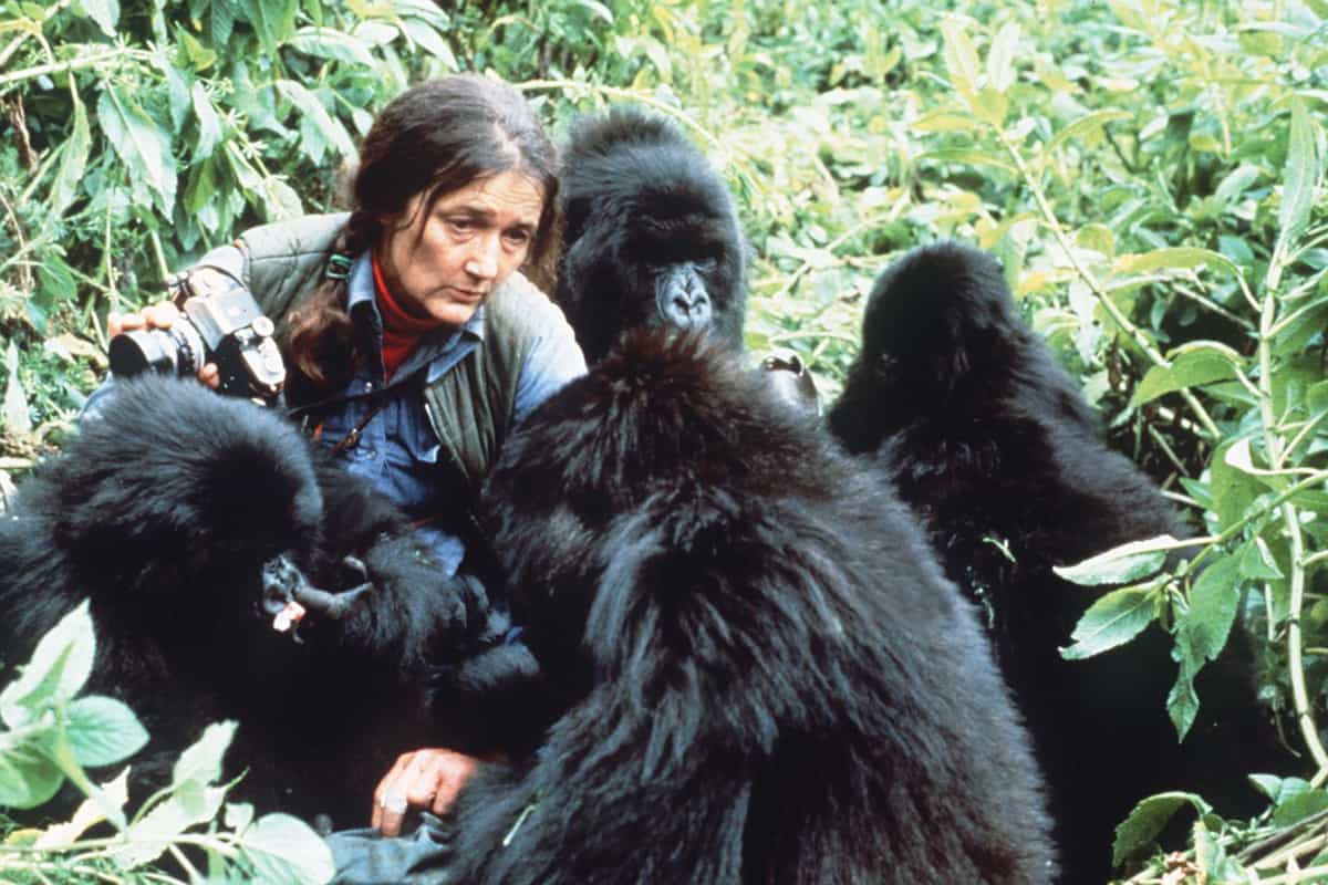 dian fossey gorilla fund ceo