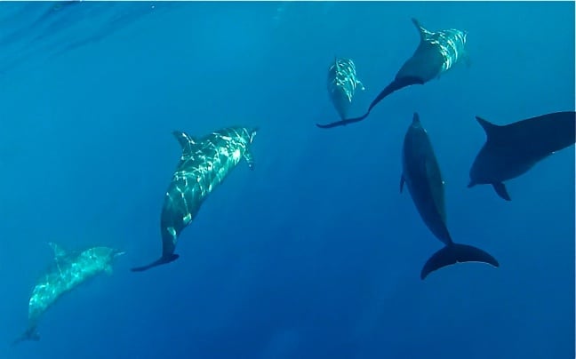 A pod of dolphins swimming near our boat in Moorea, Tahiti