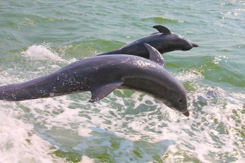 Wild Dolphins Jumping in Pine Island Sound off Sanibel Island, Florida