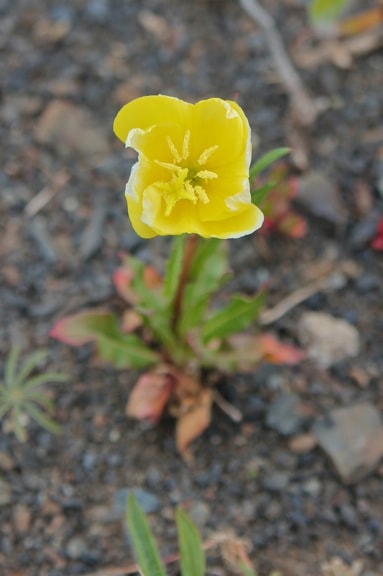 Don Diego de la Noche (aka Evening Primrose) in Torres Del PAine National Park