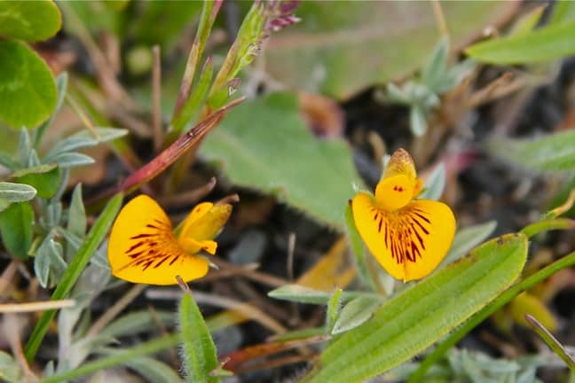 Dwarf Paramela in Torres Del Paine National Park