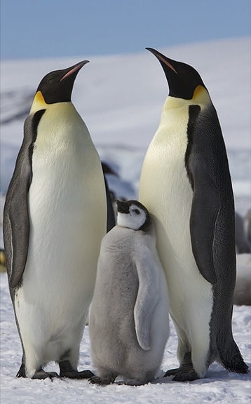 emperor_penguins_baby_Ian_Duffy