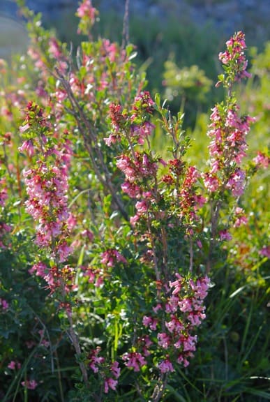 Siete Camisas in Torres Del Paine National Park