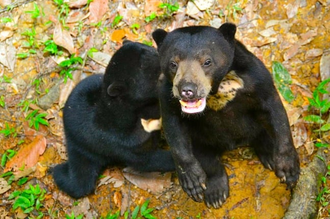 Sun Bear Facts -Cubs at the Borneo Sun Bear Conservation Centre