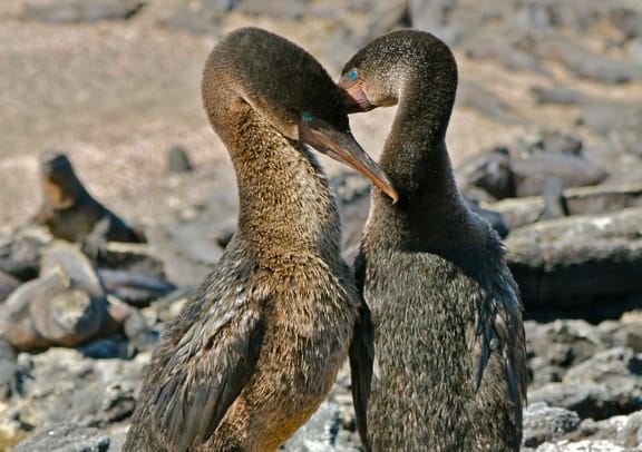 Galapagos Flightless Cormorant Mating Dance