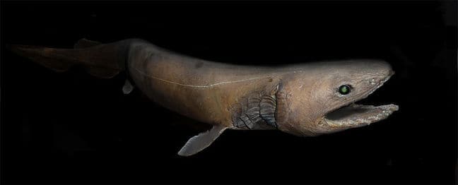 Weird Animals in the Ocean, Frilled Shark