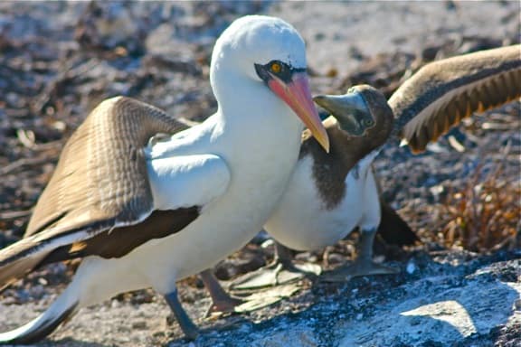 Galapagos Islands Baby Animals: Nazca Booby