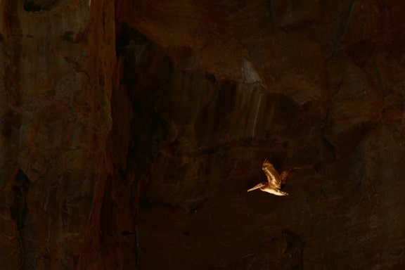 Galapagos Birds: A Pelican flies across Kicker Rock at sunset.