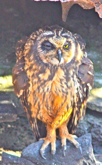 Galapagos Birds: Short-eared Owl on Genovesa Island