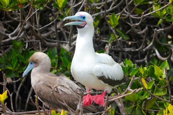 Galapagos Islands Unique Animals: Red footed boobies