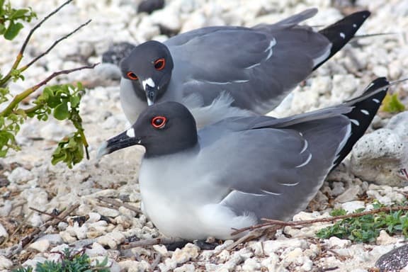 Galapagos Birds: A Mating pair of Swallow Tailed Gulls on Genovesa Island