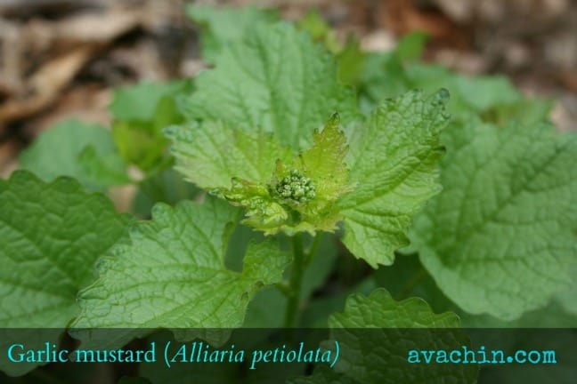 garlic mustard