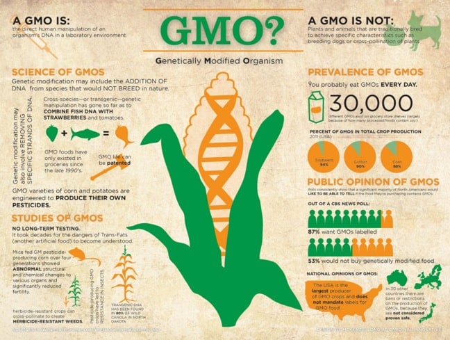 GMO OMG: what is a GMO?