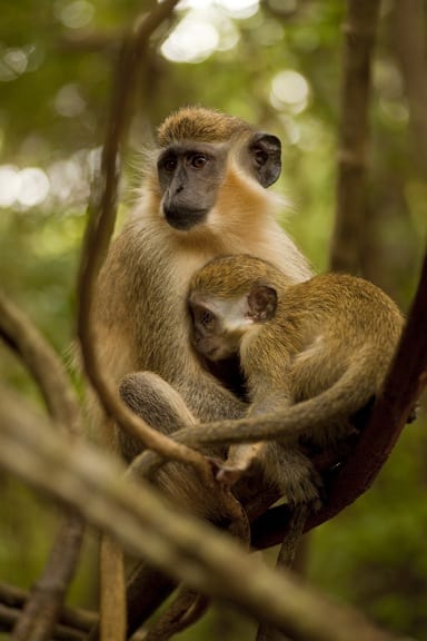 What to see in Barbados -Green Monkey at Barbados WIldlife Reserve