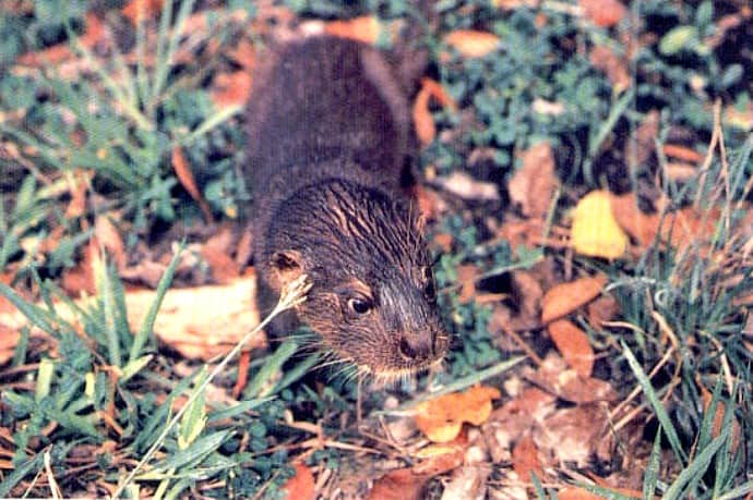 Hairy Nosed Otter