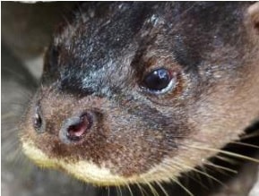 Hairy-nosed otter showing hairs on the nose Photo: Romain Pizzi