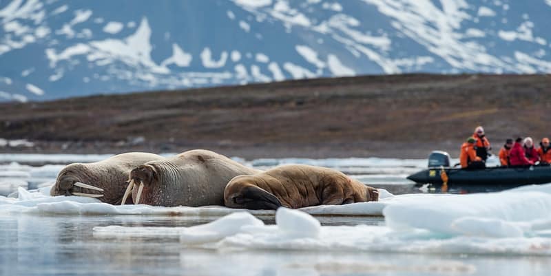 Walrus in Antarctica