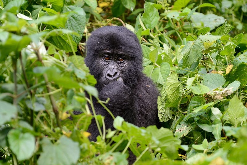 Gorilla in Rwanda