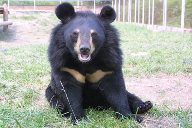 A Happy Moon Bear at the Animals Asia Foundation Sanctuary