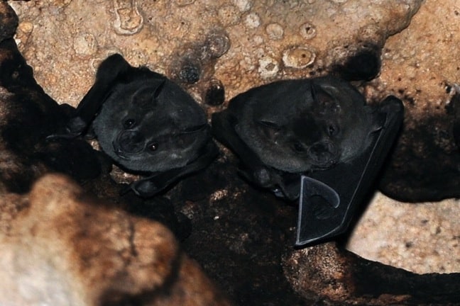 Bats inside a Rio Secreto Cenote