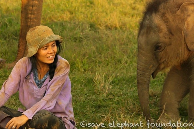 Lek Chailert of Elephant Nature Park, Thailand