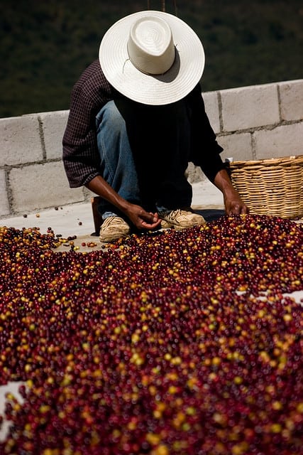 Hand sorting coffee cherries photo by jakeliefer via CC