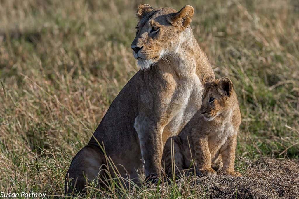 Lion Encounters on Walking With Lion Tours