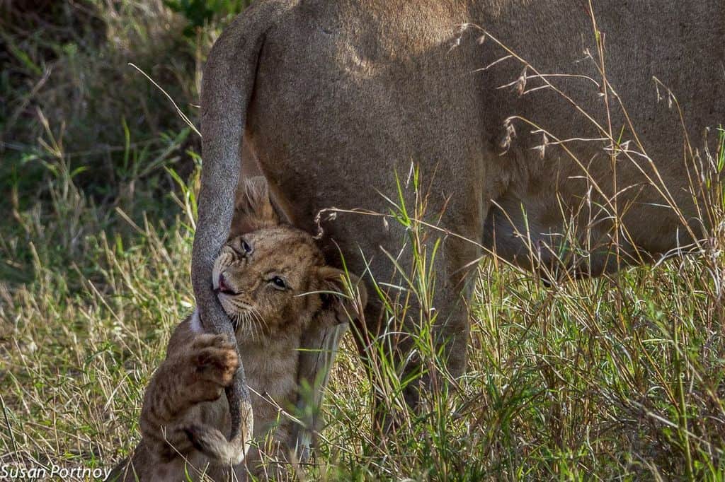 The connection between Walking With Lions and canned lion hunting.
