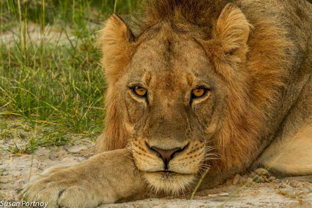 The connection between Walking With Lions and canned lion hunting.