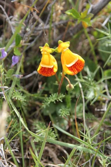 Lady Slippers in Torres Del Paine National PArk