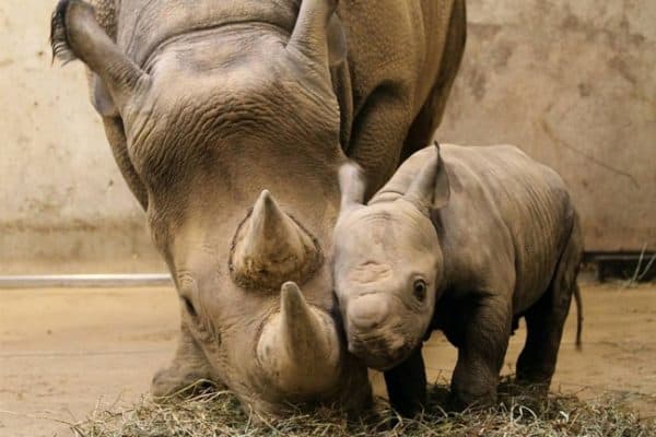 Mama and Baby Black Rhinoceros