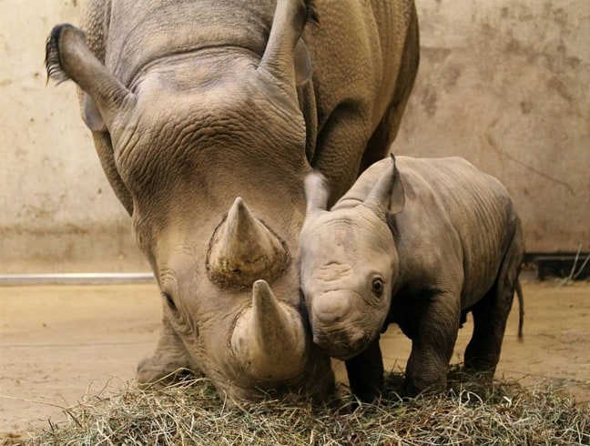 Mama and Baby Black Rhinoceros