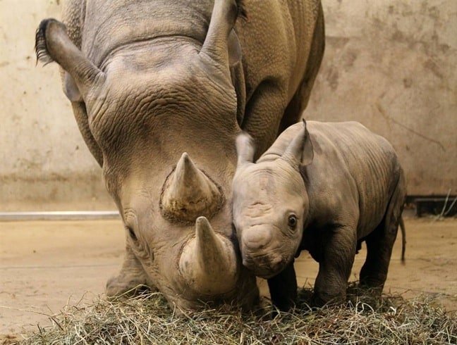 Mama & Baby Black Rhino