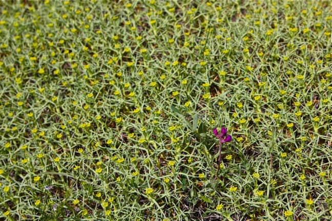 Flowering Mother-In-Law Bush in Torres Del Paine National Park