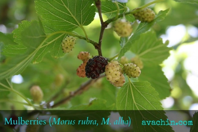 Mulberries